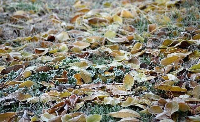 В Прикамье объявили штормовое предупреждение из-за заморозков