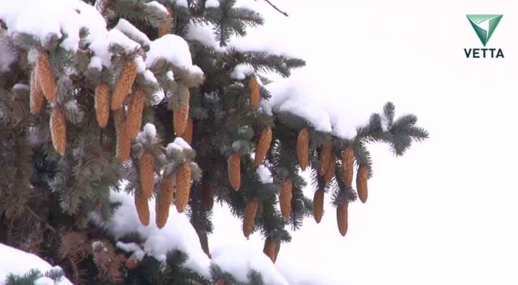 В Пермском крае до конца января ожидается умеренно теплая погода