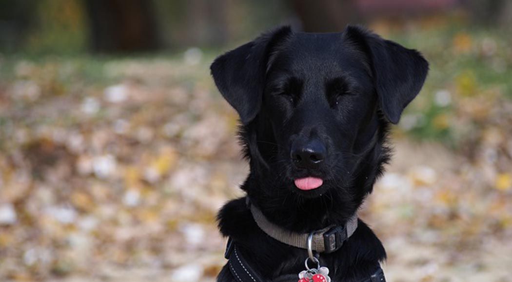 Служебный пес Земляничка помог задержать наркокурьера в Перми