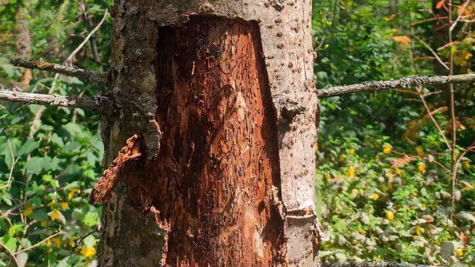 В Пермском крае вырубят 17 га леса из-за опасных жуков-короедов