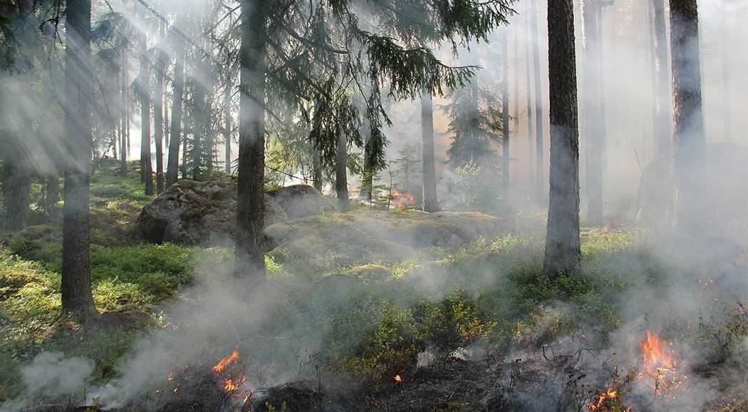 МЧС предупреждает пермяков о повышенной пожароопасности в июне