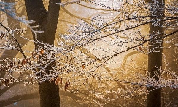 В начале декабря в Пермском крае сохранится морозная погода с редкими осадками