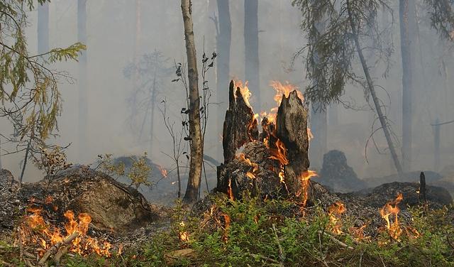 МЧС предупреждает о высокой пожарной опасности в Пермском крае с 5 августа