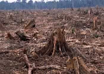 В 2015 году в Прикамье уменьшилось количество незаконных рубок древесины