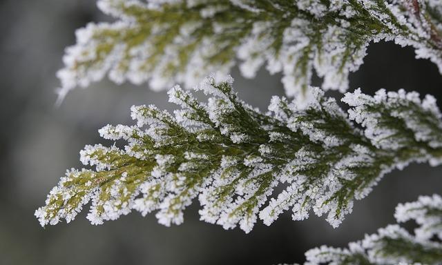 МЧС Прикамья предупреждает: заморозки до -5 и мокрый снег