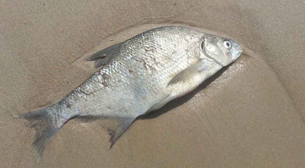 Прокуратурой выявлен виновник массовой гибели рыбы в Прикамье