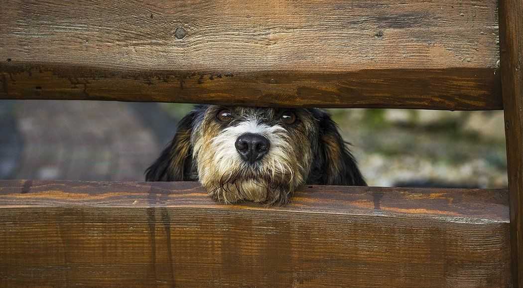 В Перми более 220 собак из приюта нашли новый дом