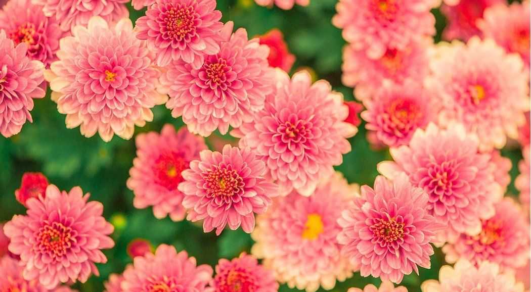 В этом году в Перми высадят более миллиона цветов