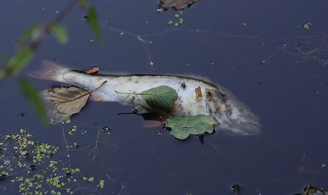 В Прикамье по факту гибели рыбы в притоке Камы возбуждено уголовное дело