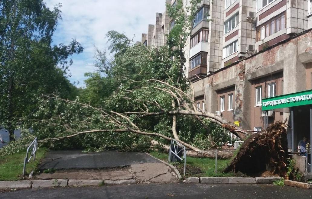 Пермяк отсудил более 170 тыс. руб. за упавшее на его автомобиль дерево
