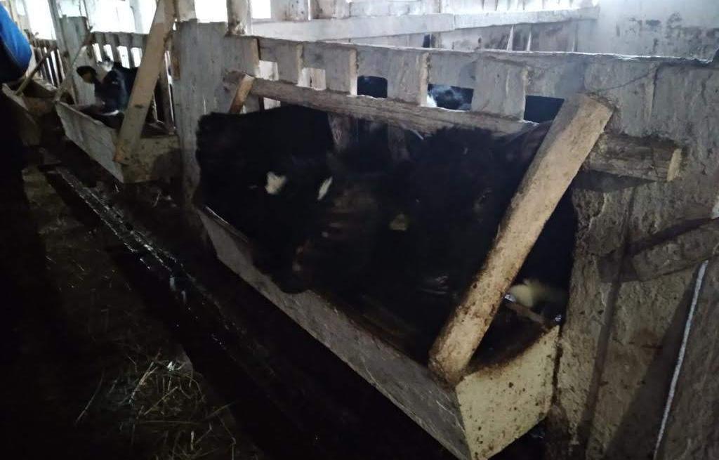Ферму под Соликамском, где погибли коровы, оштрафуют