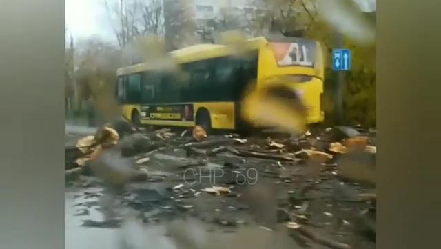 В Перми сильный ветер повалил дерево на автобус