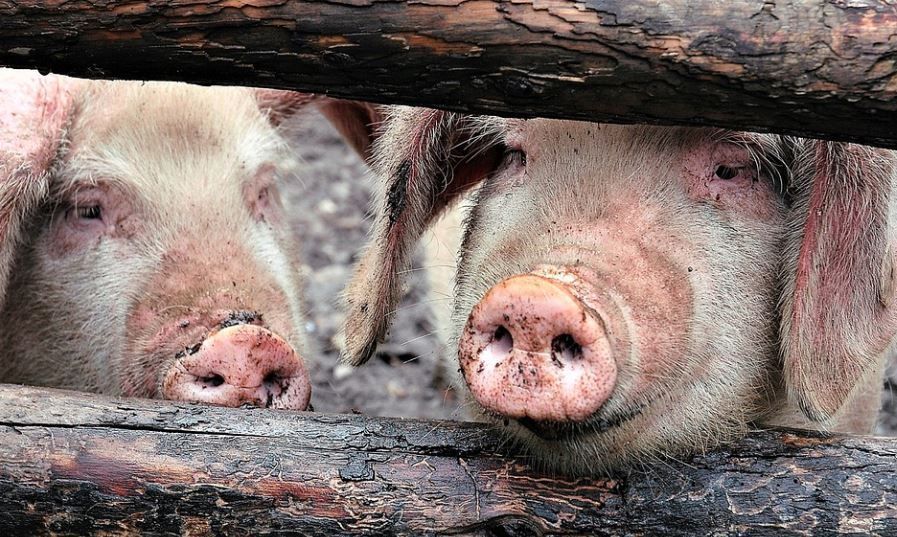 В Пермском крае зафиксирована вспышка африканской чумы свиней