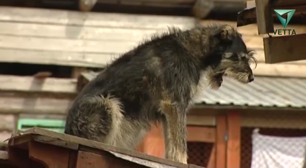 С начала года в Перми отловили более 700 бездомных собак