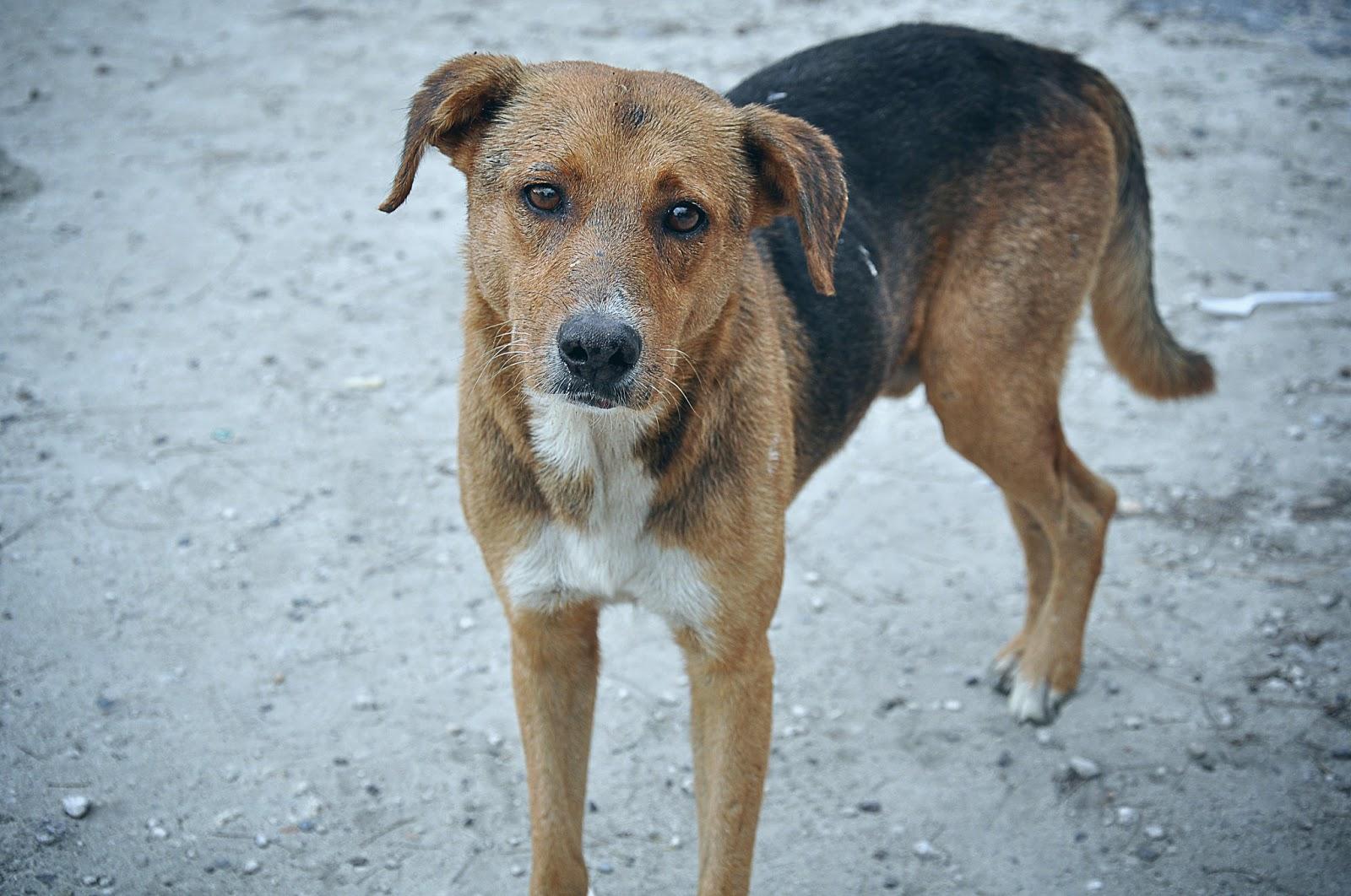 В Перми объявлен аукцион на строительство нового приюта для собак