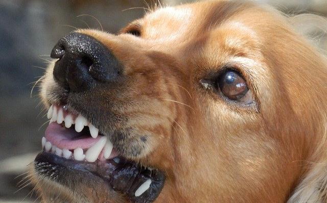 В Прикамье собака укусила 2-летнего ребенка