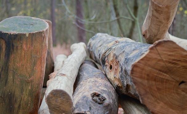 В Прикамье незаконно вырубили лес на 150 тысяч рублей