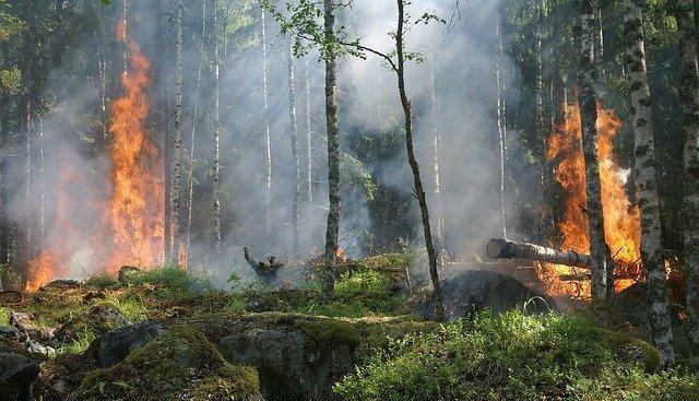 В Пермском крае временно запретили посещать леса