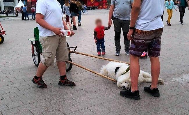Зоозащитники: В центре Перми собаку заставляют катать детей на жаре
