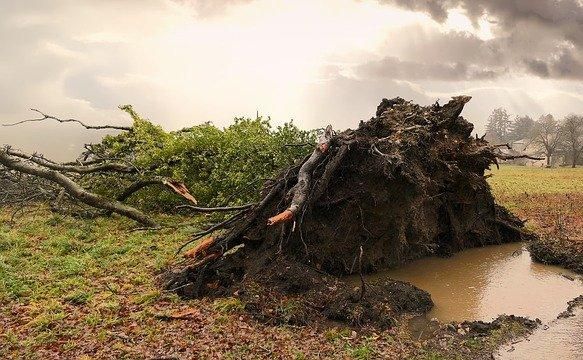 МЧС предупреждает о сильном ветре и грозе в Пермском крае 2 сентября