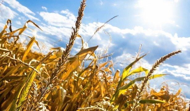 В Пермском крае из-за потери урожая от засухи ввели режим ЧС