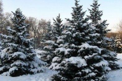 В Пермском крае началась операция «Новогодняя ель»
