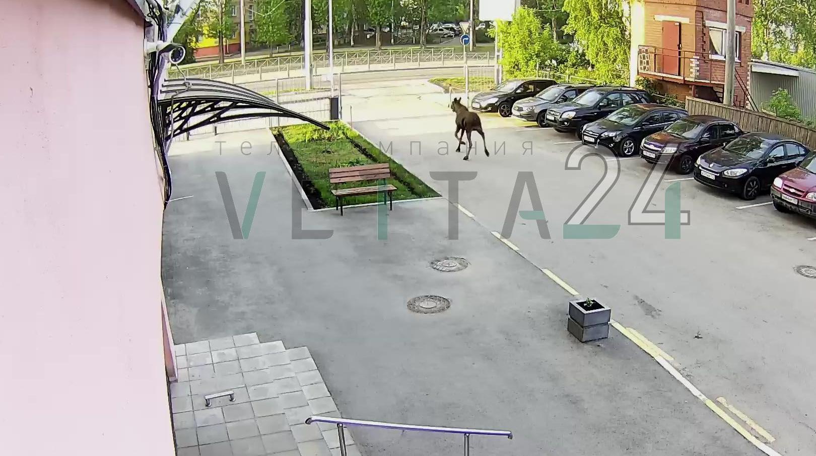 В Перми молодой лось забежал во двор дома на улице Стахановская