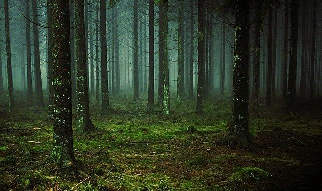 В Пермском крае 72-летняя женщина заблудилась в лесу