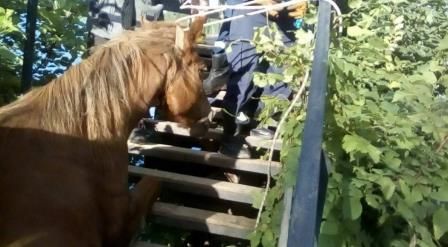 Пермские спасатели вызволили застрявшую на мосту в Голованово лошадь