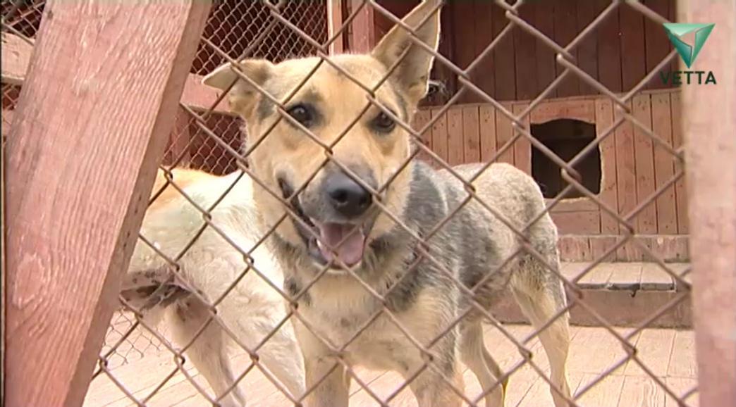 В Перми за 2020 год снизилось число покусов бездомными собаками