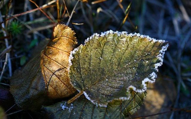 В ближайшие трое суток в Пермском крае ожидаются ночные заморозки до –3 градусов Цельсия