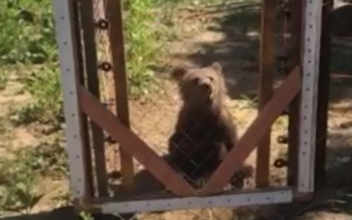 В Пермском крае в приюте диких животных погиб больной медвежонок
