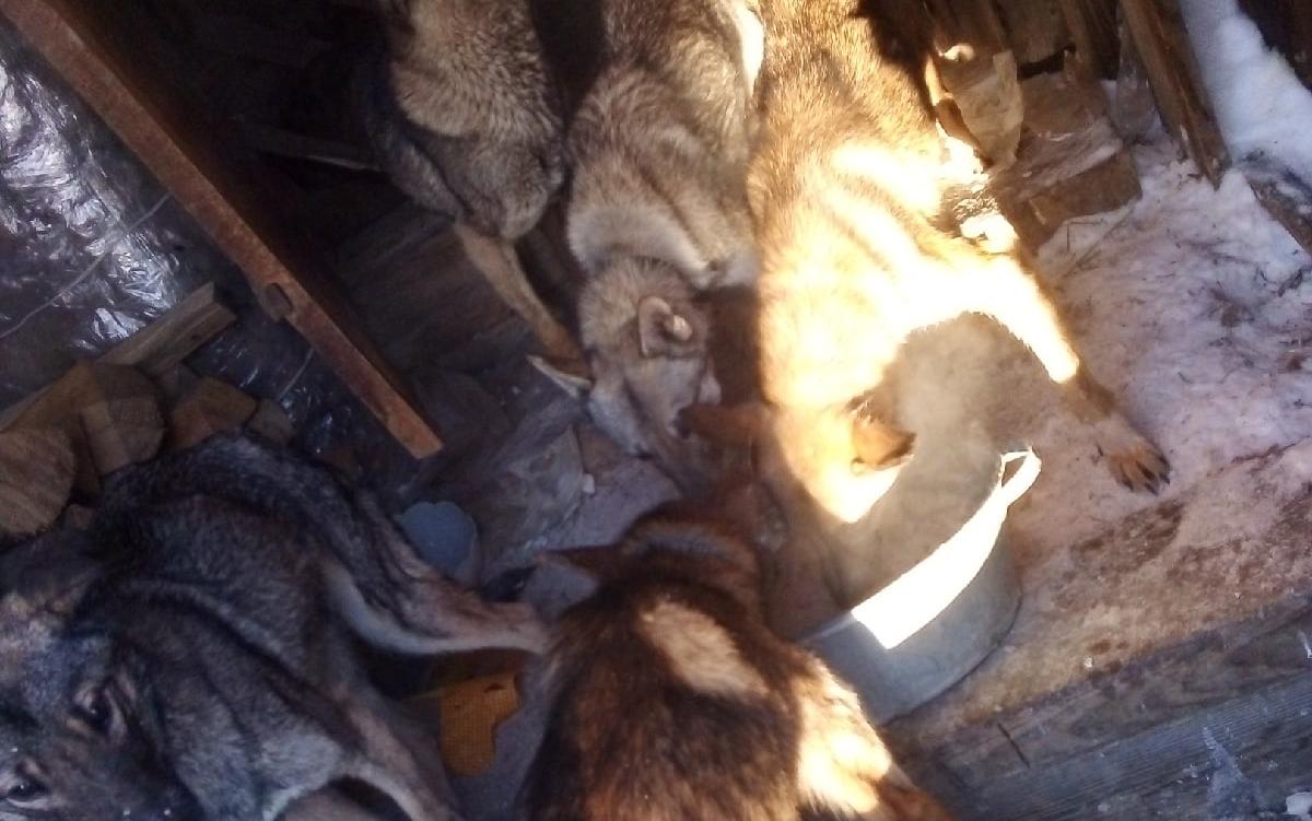 В Пермском крае волонтеры обнаружили дом с 15 мертвыми собаками
