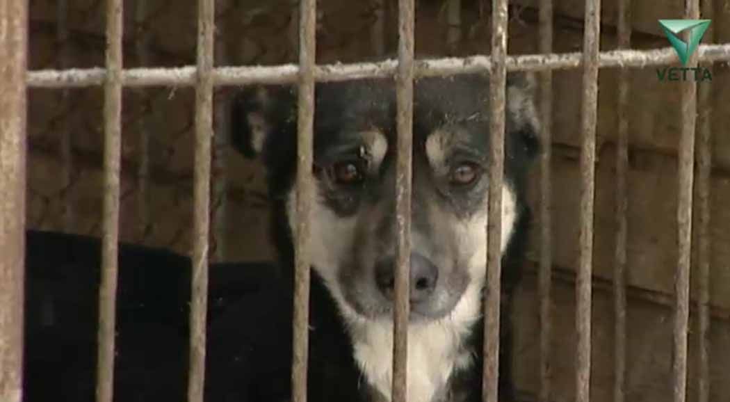 В муниципальном приюте для собак в Перми усилены меры безопасности