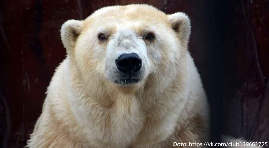 В пермском зоопарке умерла старейшая белая медведица в России