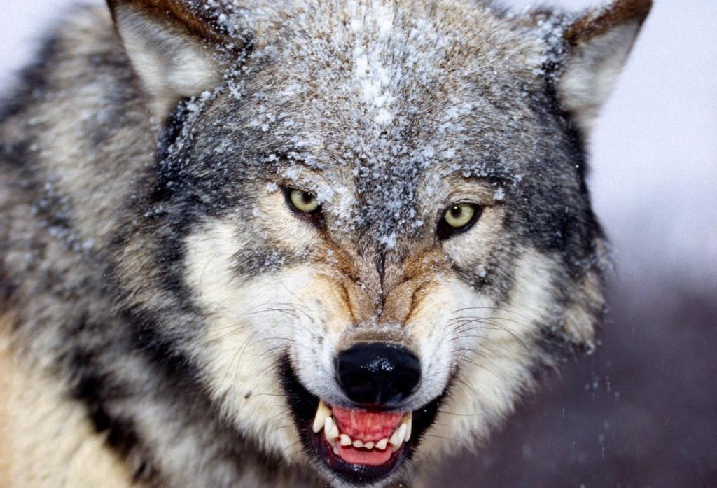 Рост поголовья волков в Пермском крае обсудили с губернатором  