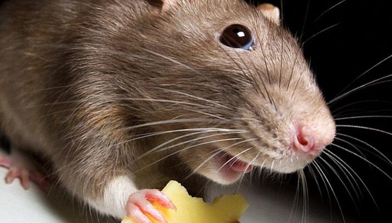 20 апреля в Перми начнут повсеместно травить крыс и мышей