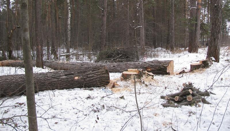 Житель Кунгура незаконно вырубил и продал 74 дерева