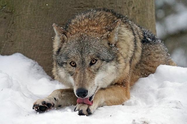 С начала года в Пермском крае охотники застрелили 23 волка