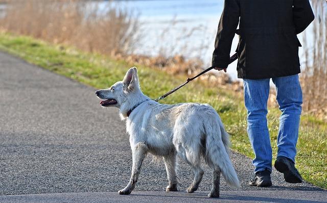 Более 200 собак из приюта в Перми обрели новых хозяев