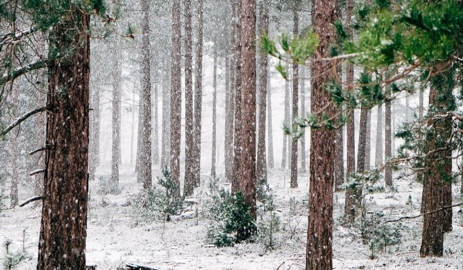 МЧС предупреждает о снеге и сильных порывах ветра в Пермском крае 20 октября