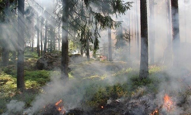 В Пермском крае ввели новое ограничение пребывания граждан в лесах