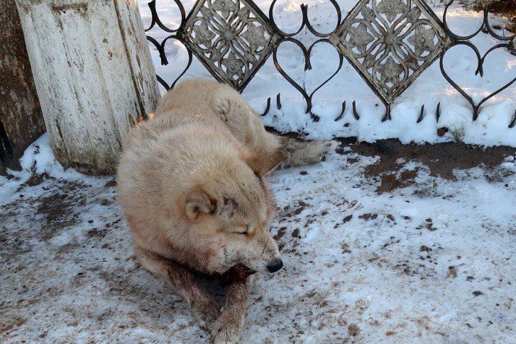 В Пермском крае живодеры взорвали петарду в пасти у собаки