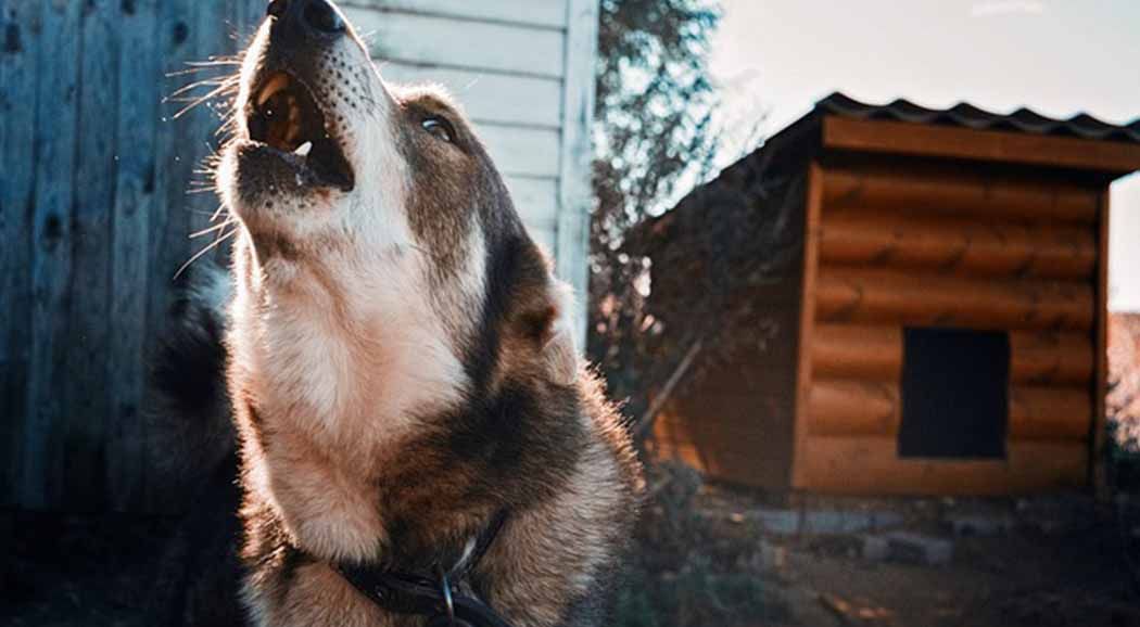 В Прикамье женщина отсудила компенсацию за укус собаки