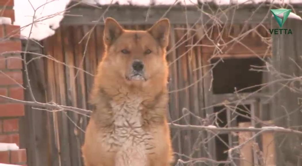 В администрации Перми прокомментировали гибель более 130 собак в приюте