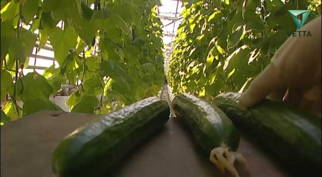 На Пермских ТЭЦ будут выращивать овощи