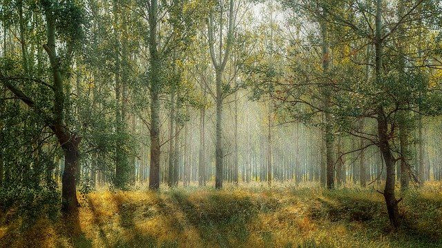 В Пермском крае жителям вновь разрешили посещать леса