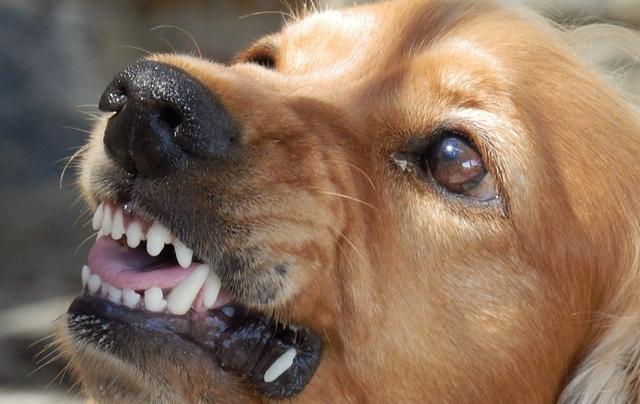 В Перми осудили чиновницу, обвиняемую в гибели женщины от укусов собак