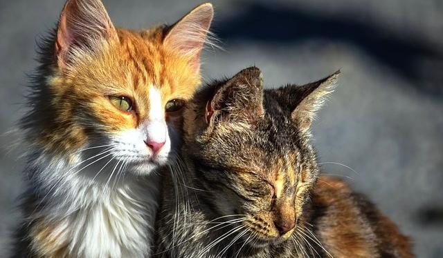 Пенсионерку из Добрянки оштрафовали за помощь бездомным кошкам