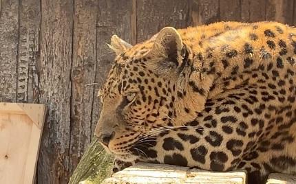 Два месяца без посетителей: Пермский зоопарк выложил видео с животными